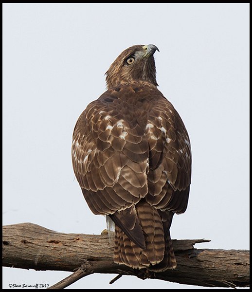 _7SB3355 red-tailed hawk.jpg
